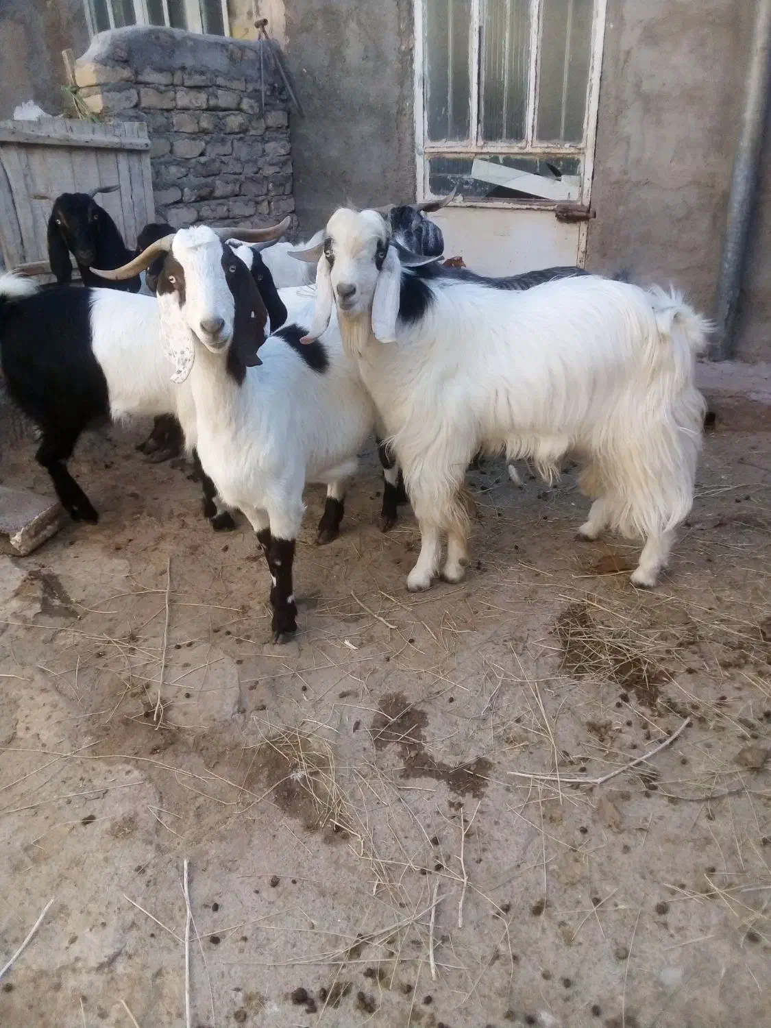 بز.نر...|حیوانات مزرعه|قوچان, |دیوار