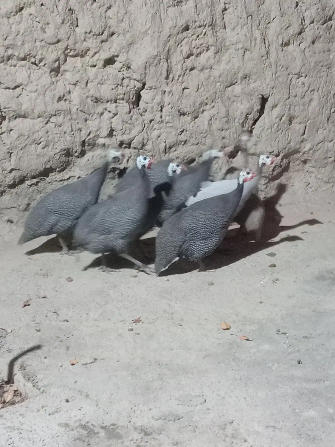 مرغ قرقابل|حیوانات مزرعه|چناران, |دیوار