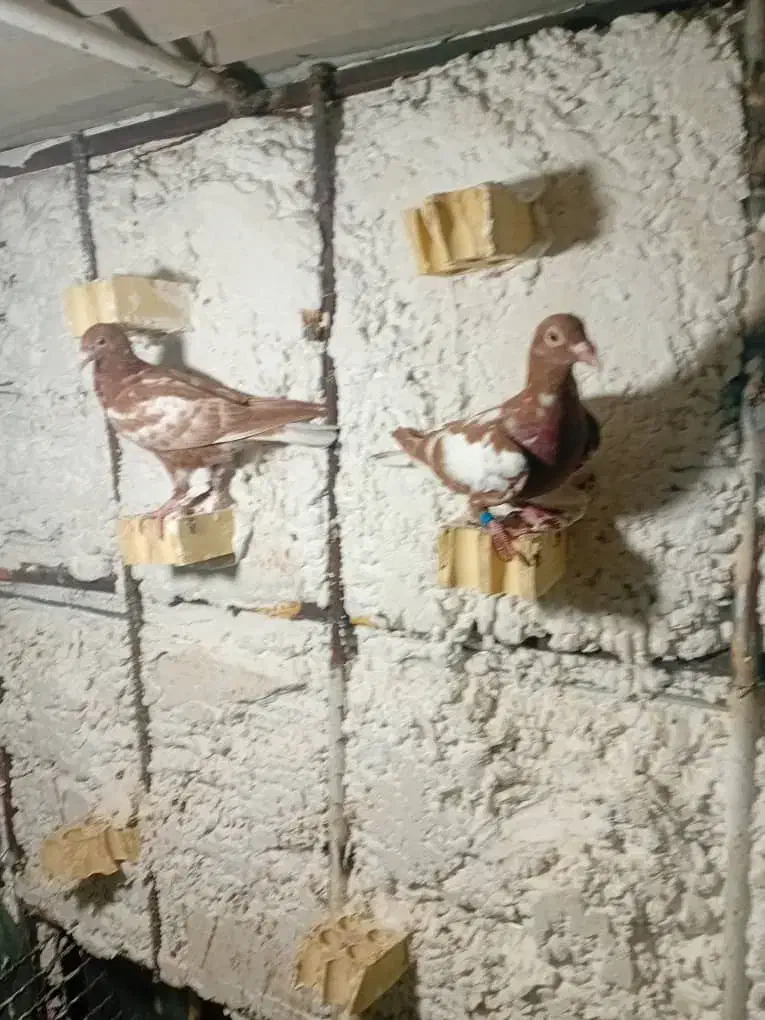 کبوتر|پرنده|برازجان, |دیوار