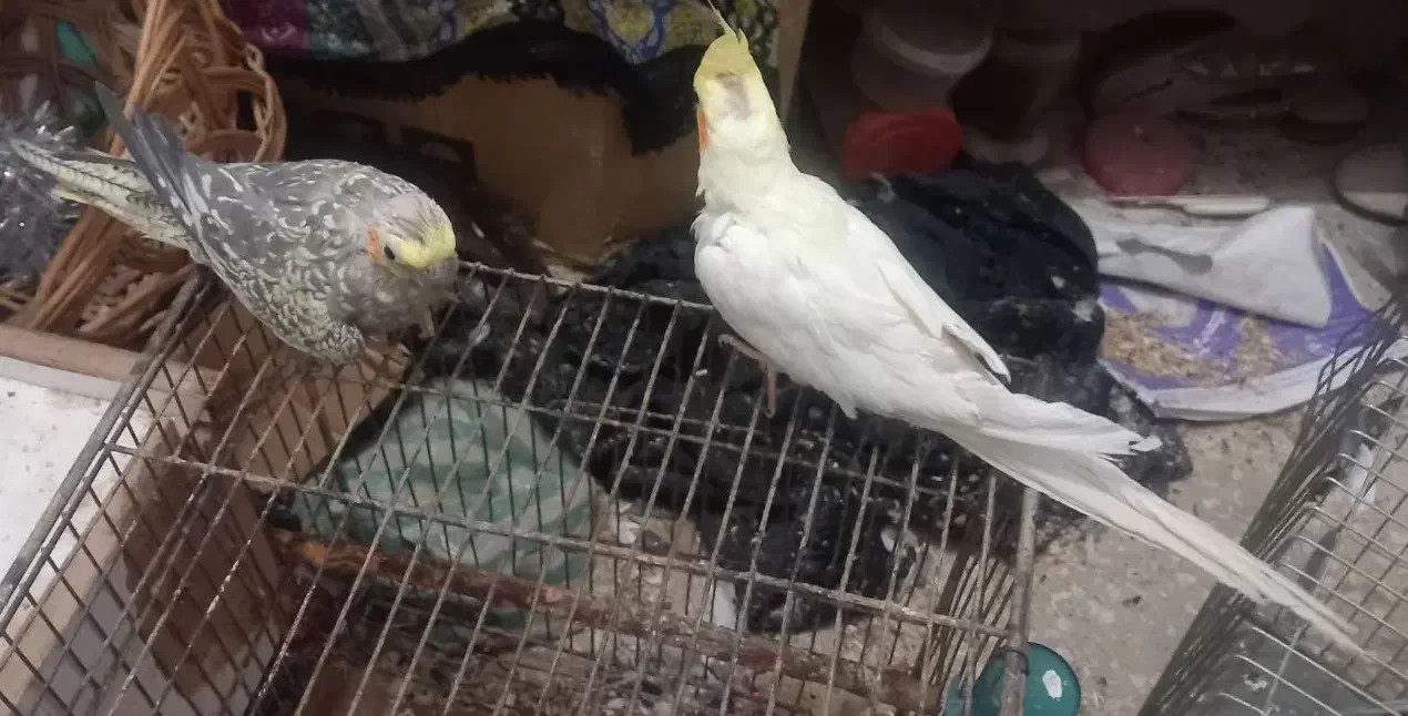 جفت طوطی مرواریدی و لوتینو دستی با قفس و وسایل|پرنده|بهبهان, |دیوار