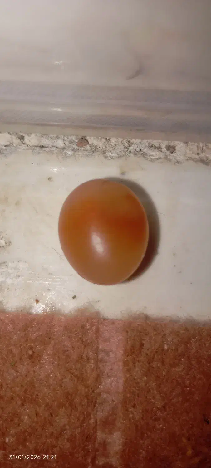 سنگ اصل|کلکسیون اشیاء عتیقه|کرمان, |دیوار