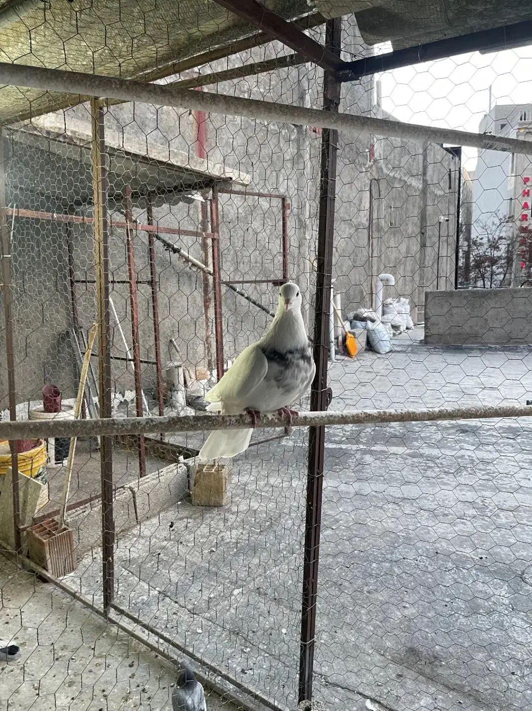 کبوتر|پرنده|اردبیل, |دیوار