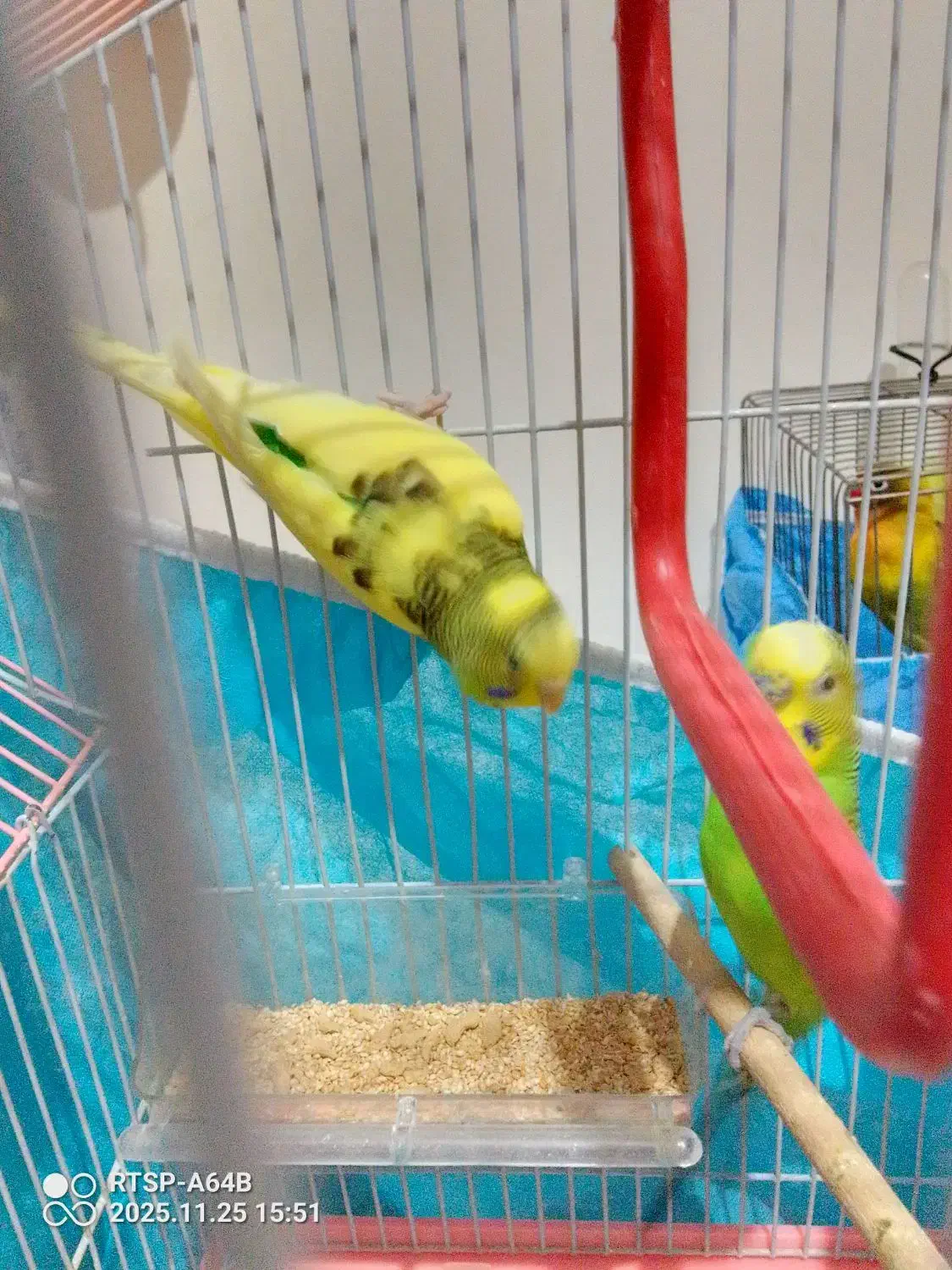 یک جفت مرغ عشق سالم سالم سالم سرحال سرحال|پرنده|هشتگرد, فاز ۷ مهستان|دیوار