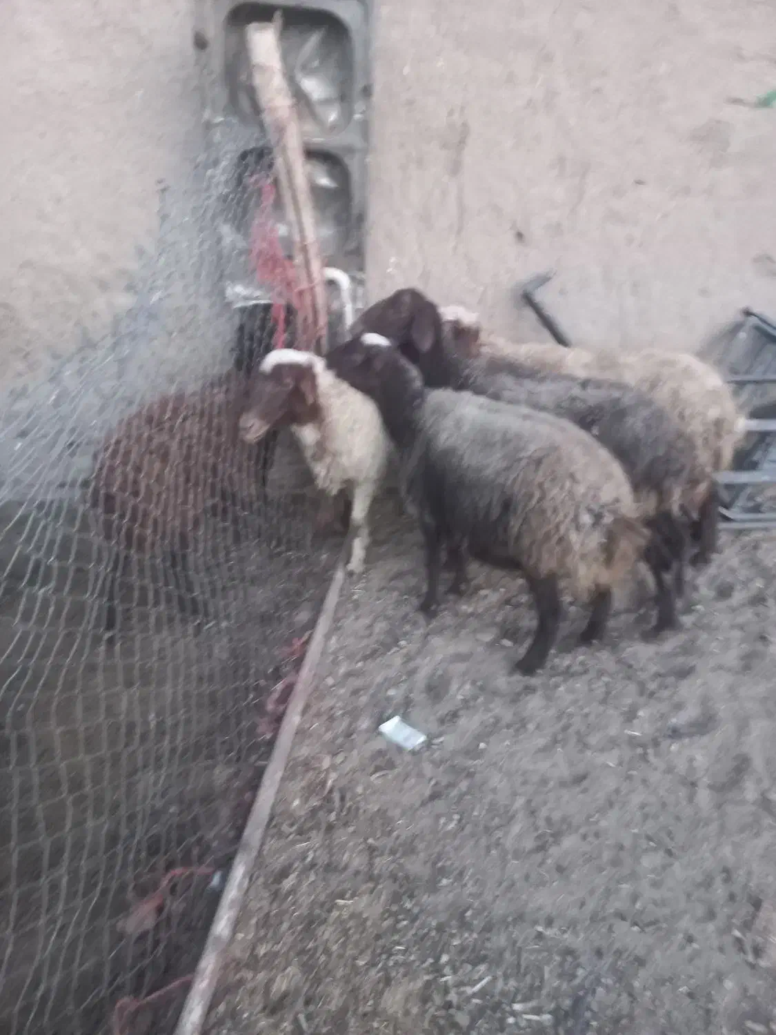 ۴ عددمیش ابستن ۲تاش سر پستان|حیوانات مزرعه|شراء, |دیوار