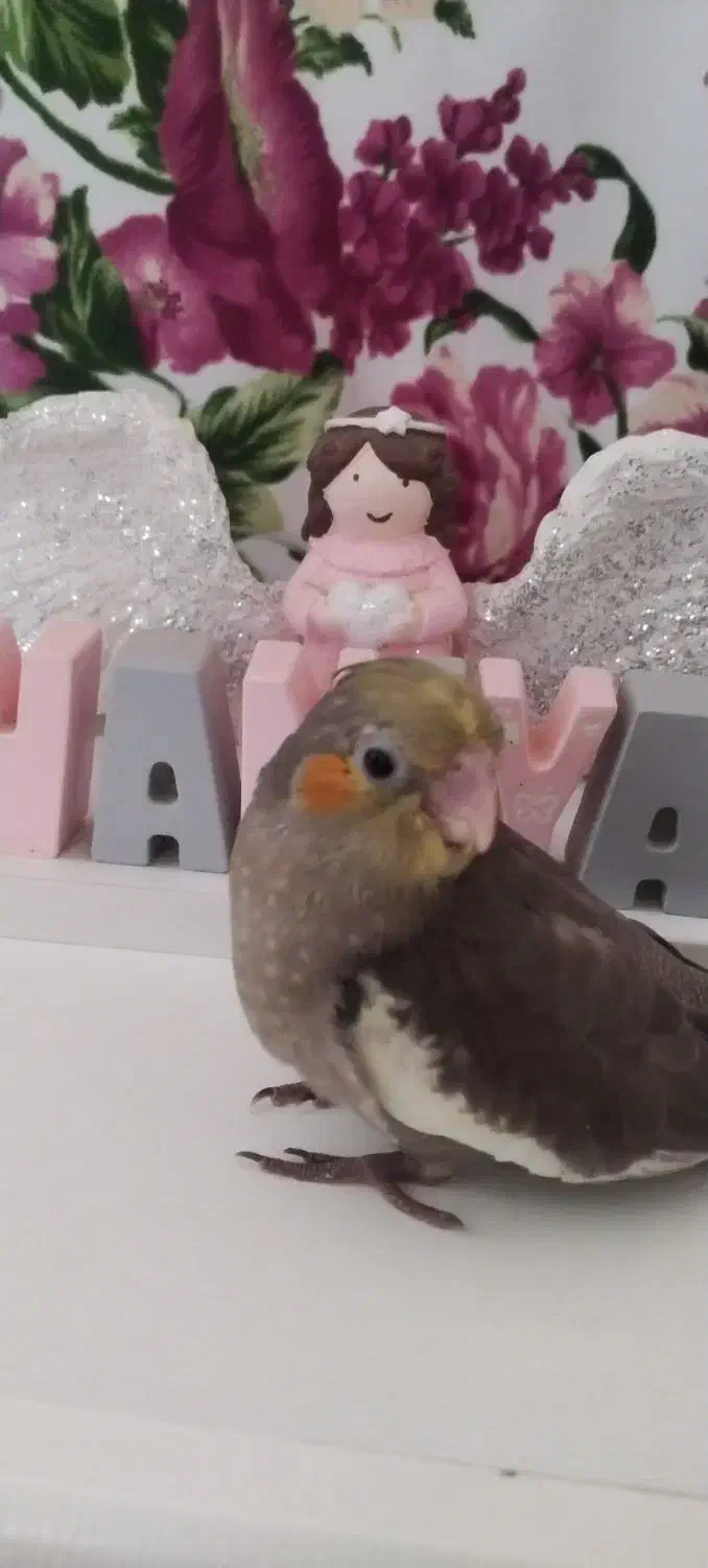 عروس هلندی ماده|پرنده|کرج, حسن آباد|دیوار