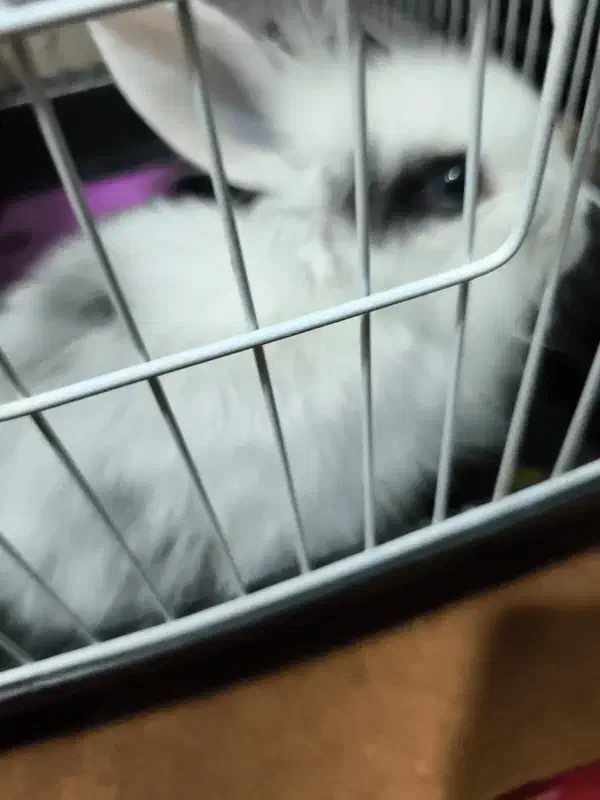 خرگوش نر بازیگوش خوش خوراک سفید طوسی|موش و خرگوش|شهریار, اسدآباد|دیوار