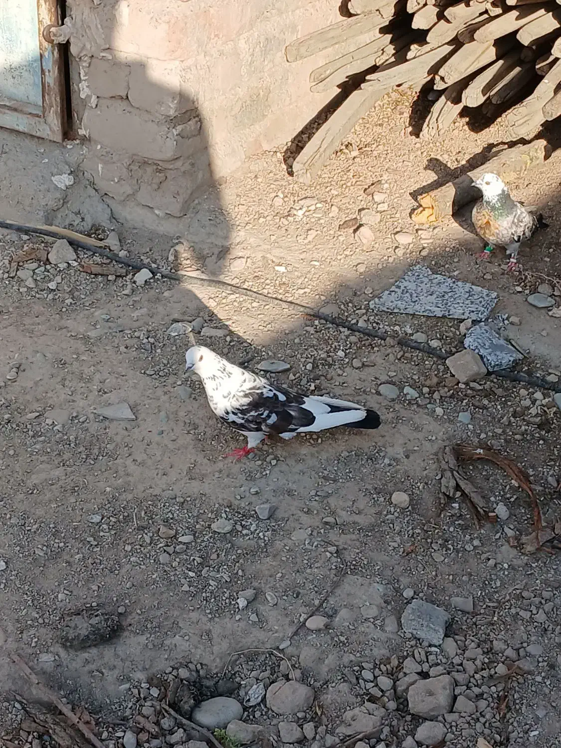 کبوتر فراری|پرنده|تهران, بهارستان|دیوار