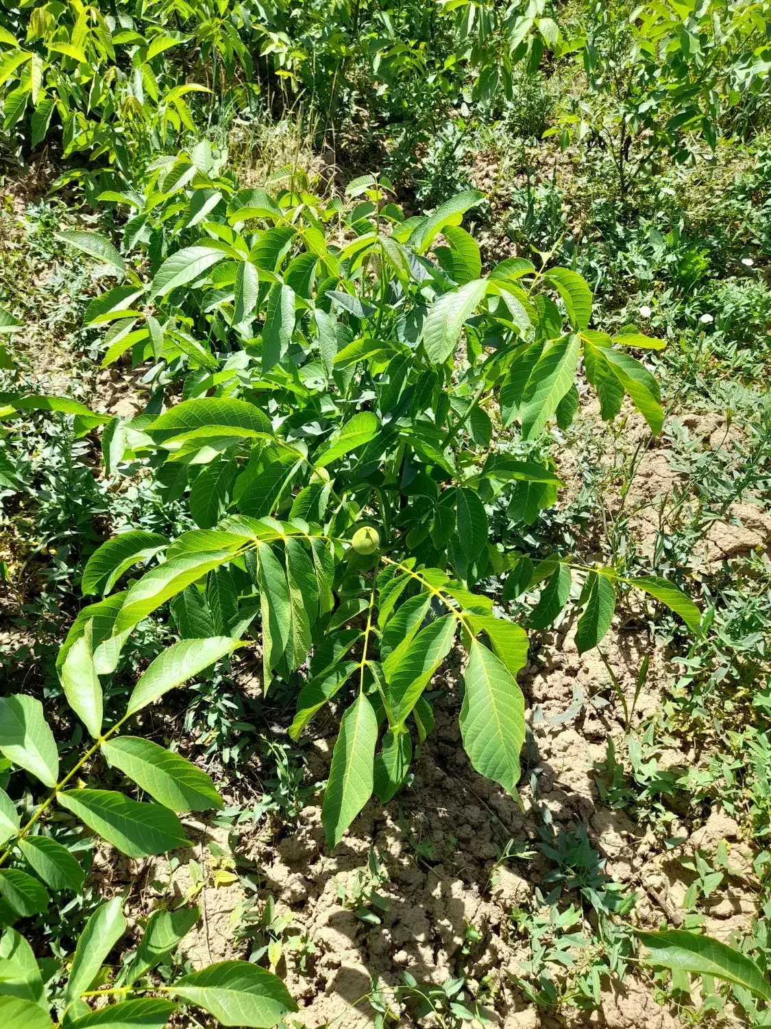 فروش انواع نهال ها|خدمات باغبانی و درختکاری|میاندوآب, |دیوار