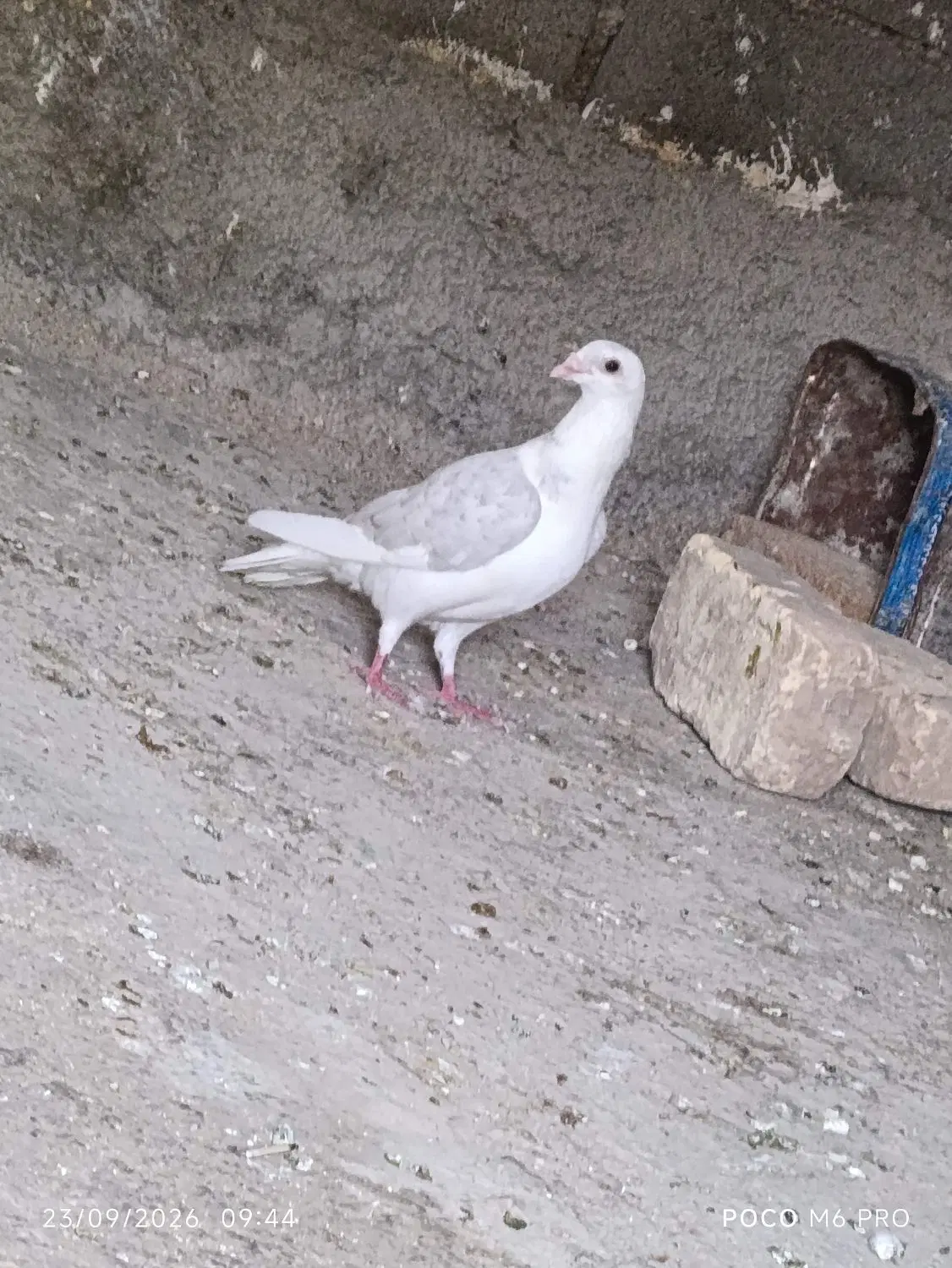 کفتر|پرنده|افزر, |دیوار