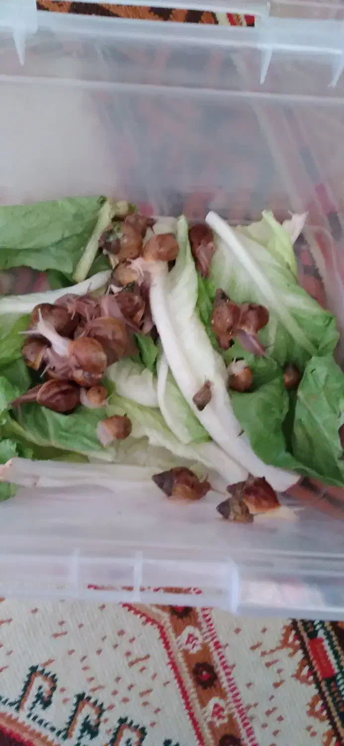 فروش بچه حلزون|خزنده|محمدیه-قزوین, |دیوار