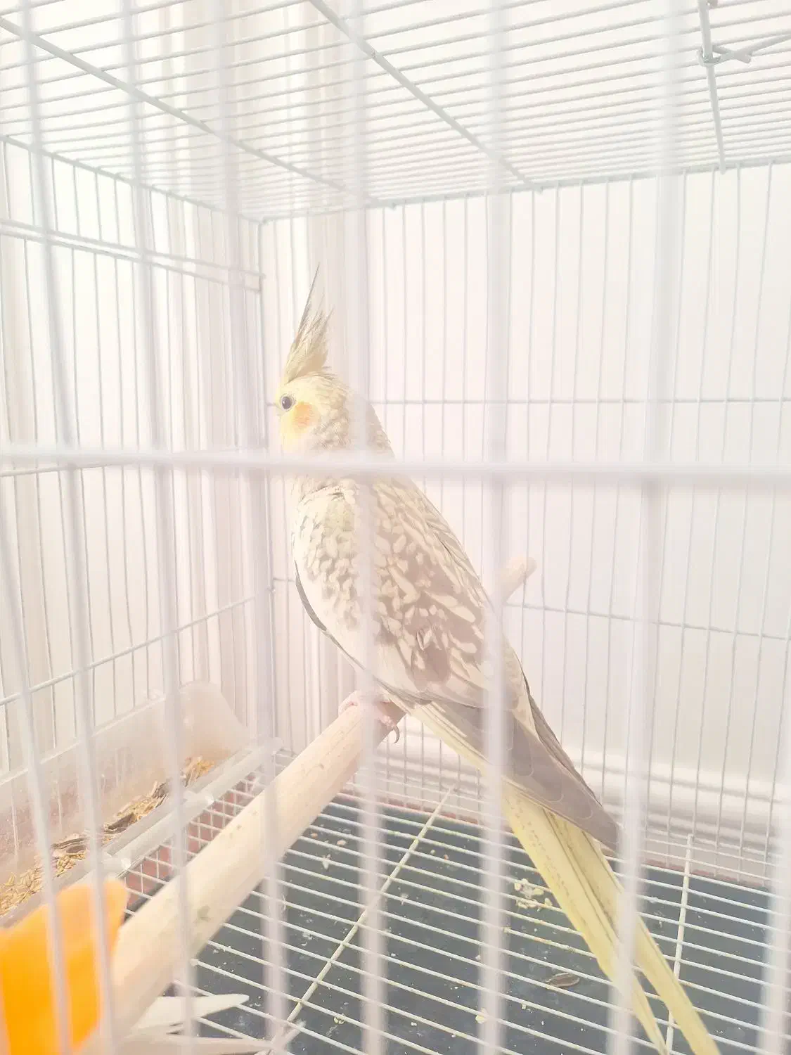 عروس گل باقالی سرحال سالم خوشگل|پرنده|مشهد, مهدی آباد|دیوار