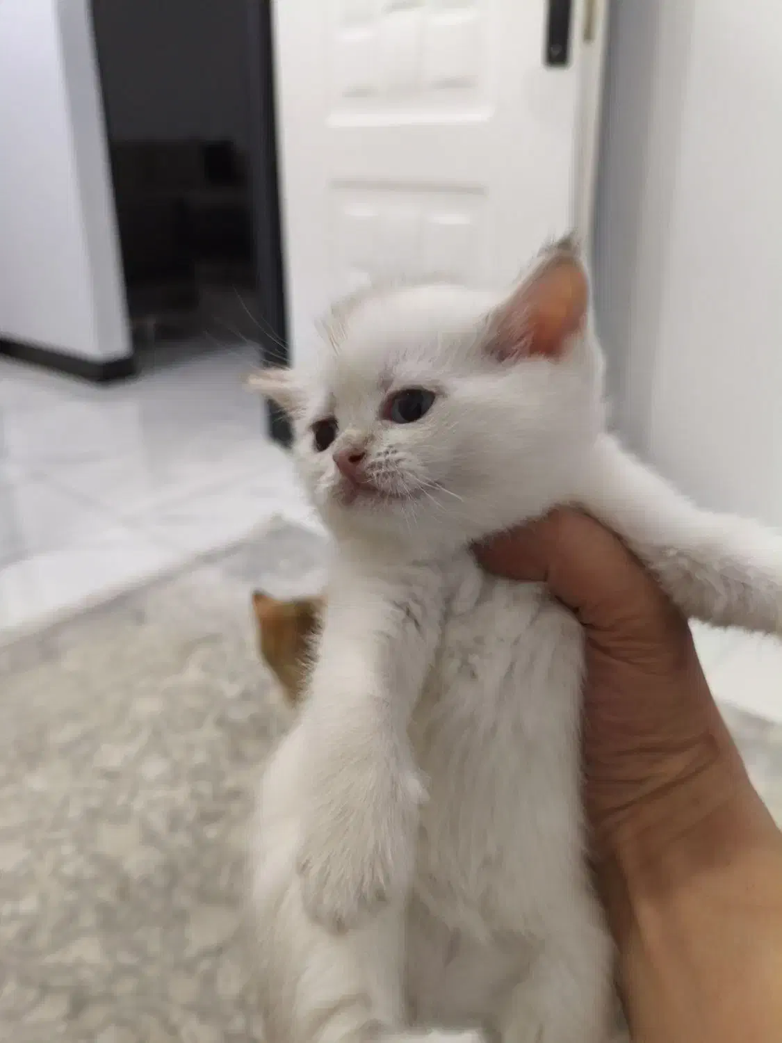 واگذاری|گربه|تهران, آهنگران (سراسیاب دولاب)|دیوار