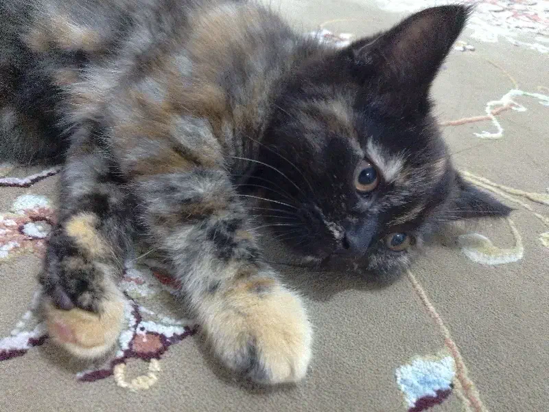 واگذاری گربه بریتیش|گربه|برازجان, |دیوار