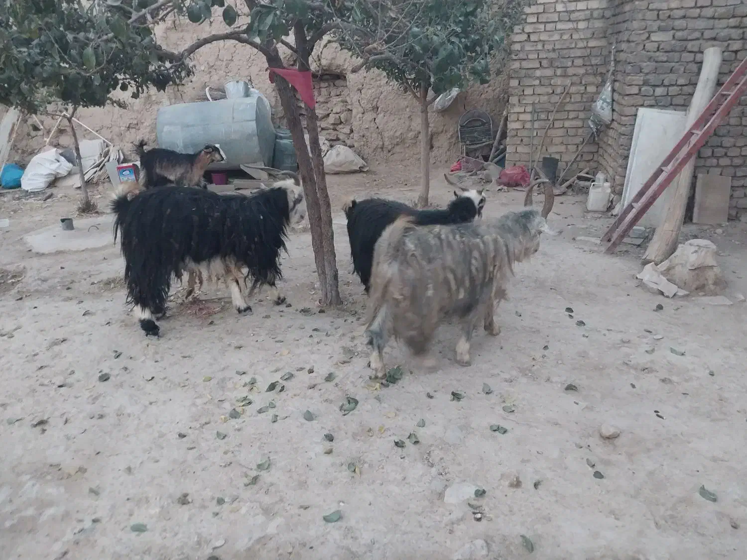 دبر جوان واصیل|حیوانات مزرعه|داران, |دیوار