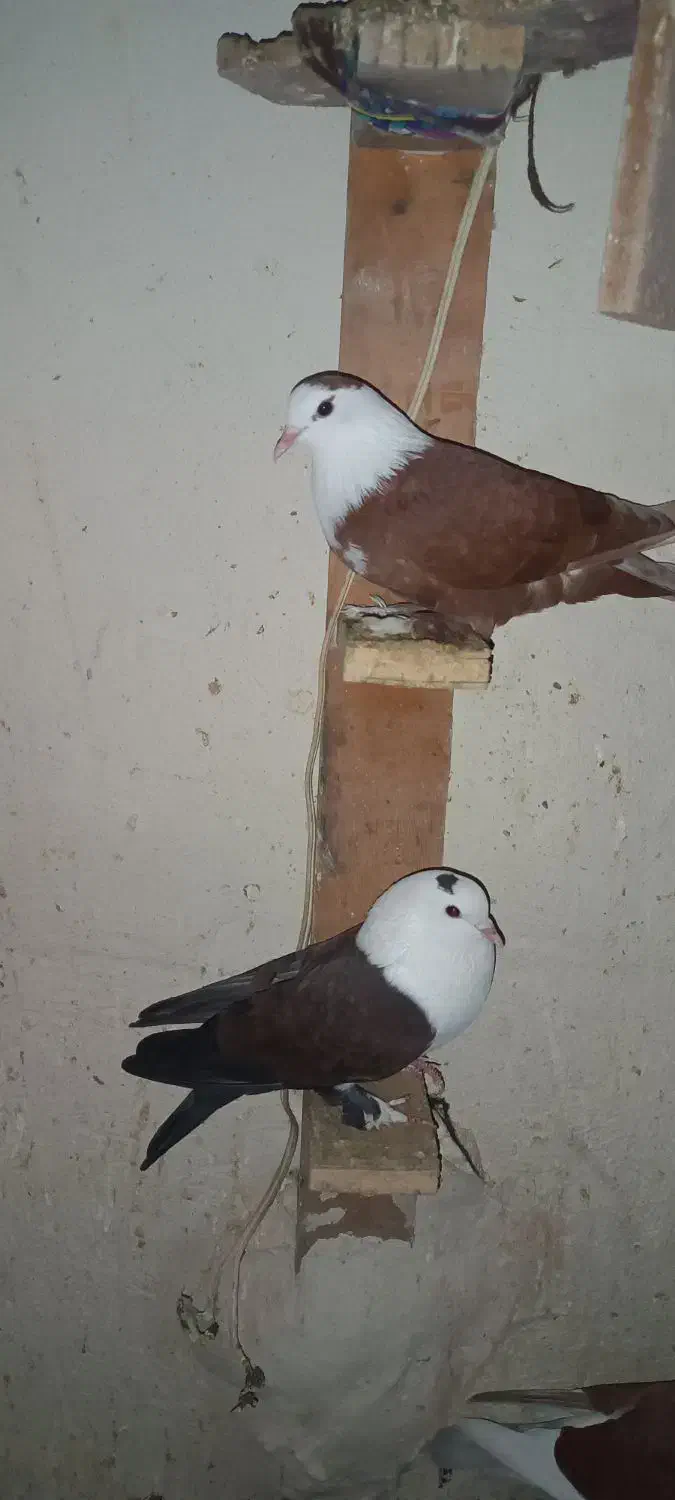 کله سفید|پرنده|خرمشهر, |دیوار