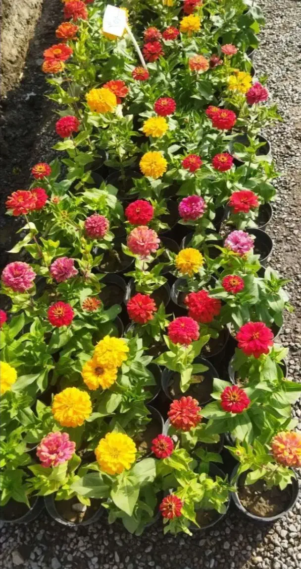 خدمات کلیه باغبانی باغچه کاری گلکاری کاشت گل وگیا|خدمات باغبانی و درختکاری|شهریار, شهرک شاهد|دیوار