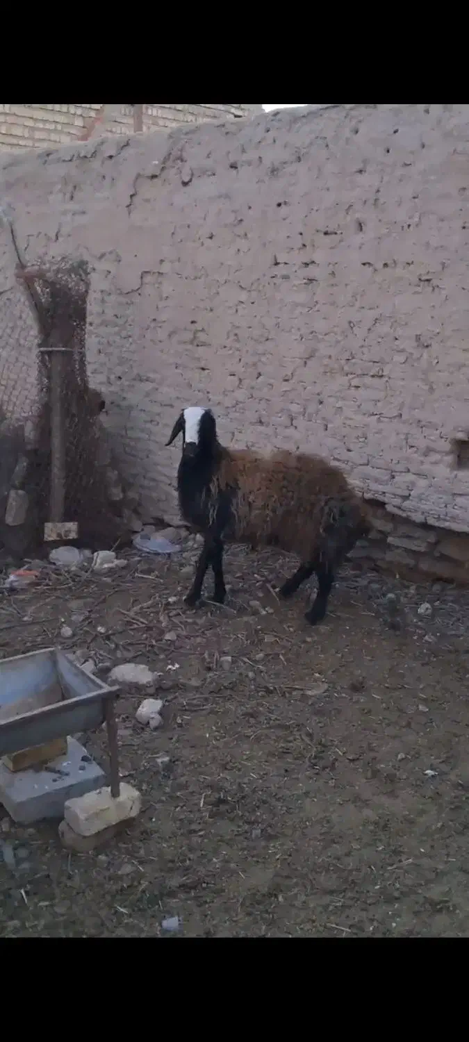 قوچ|حیوانات مزرعه|مهریز, |دیوار