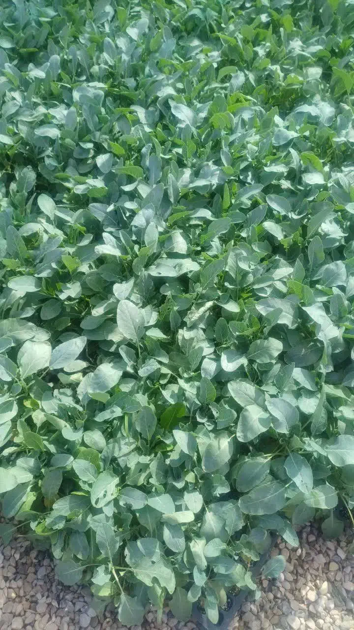 نشا گل کلم کاهو توت فرنگی و...|گل و گیاه طبیعی|امیدیه, |دیوار