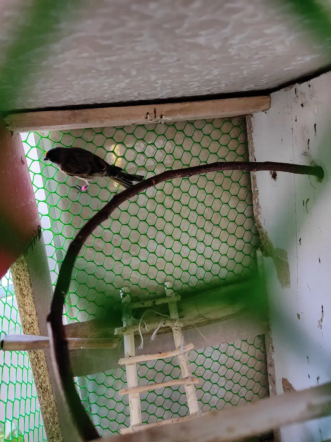 سهره گلبسر نر|پرنده|بوکان, |دیوار