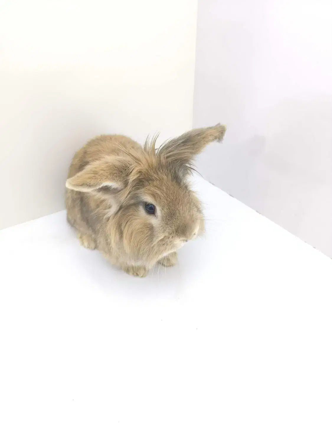 خرگوش خانگی|موش و خرگوش|شراء, |دیوار