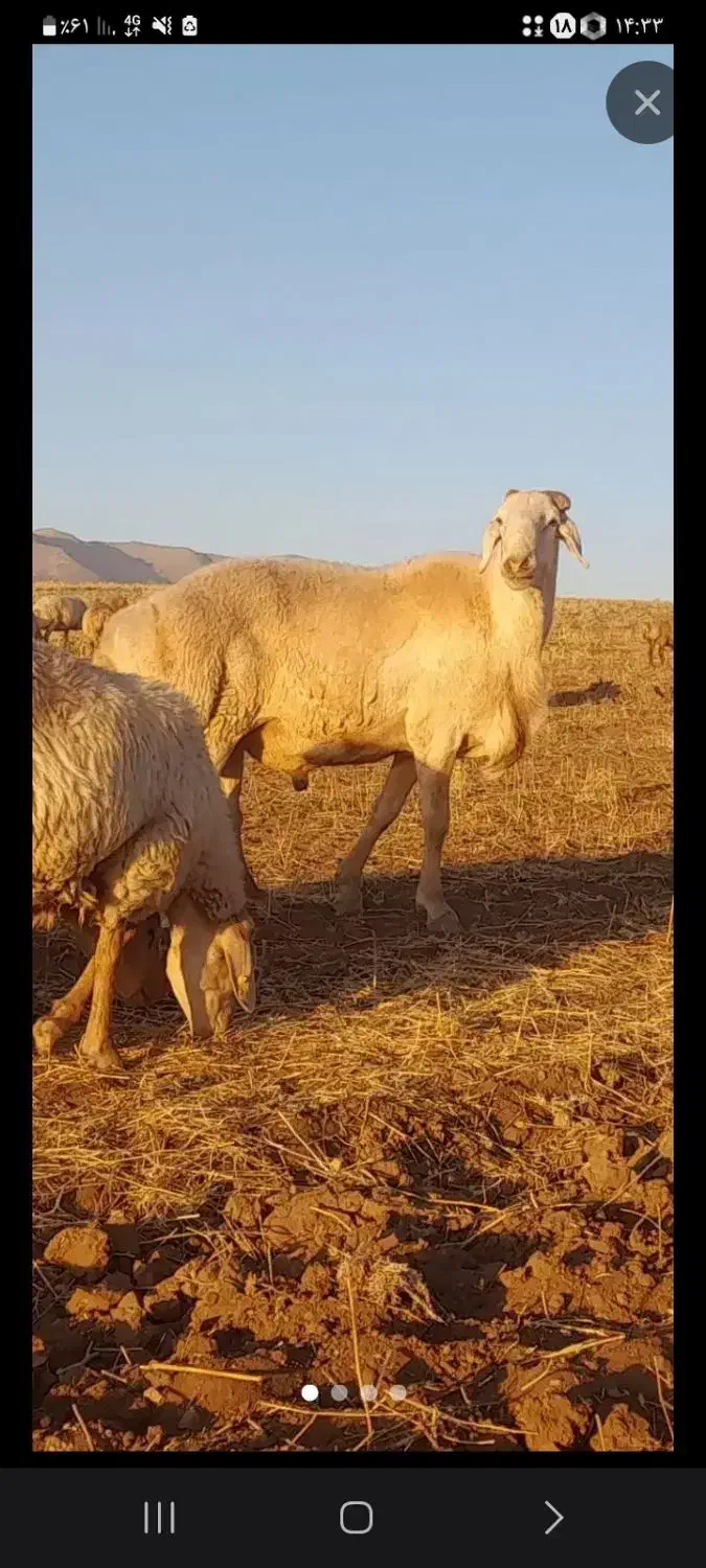 قوچ میش بز بره گاو گوساله|حیوانات مزرعه|بیستون, |دیوار