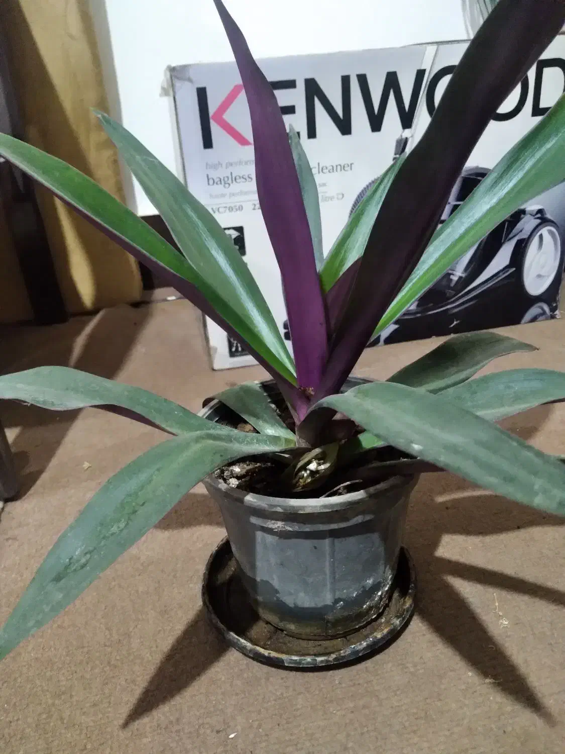 گیاهان طبیعی آپارتمانی وباغی|گل و گیاه طبیعی|شاهین‌شهر, بانک استان|دیوار