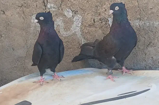 کبوتر زاغ اصل|پرنده|سامان, |دیوار