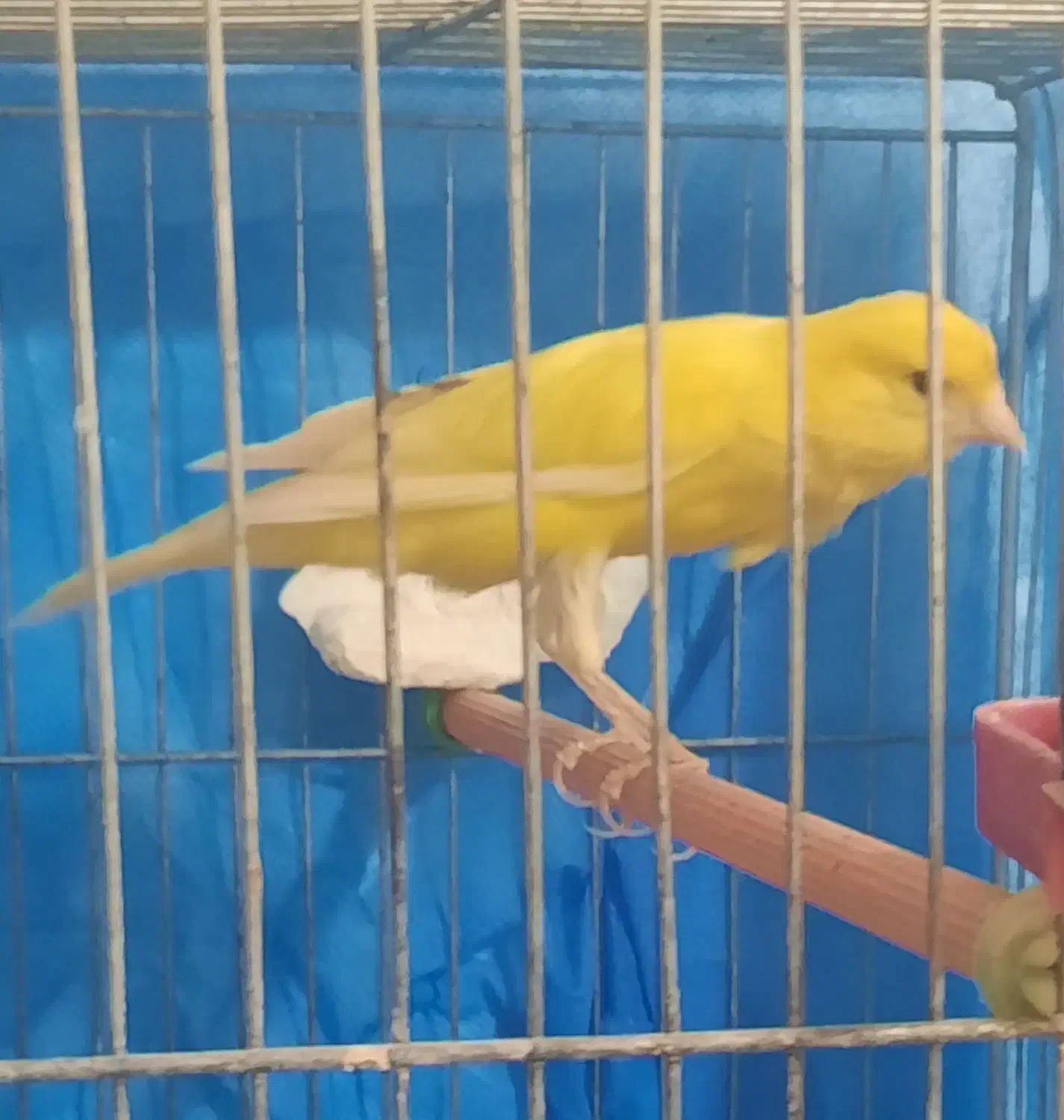 قناری|پرنده|مرند, |دیوار