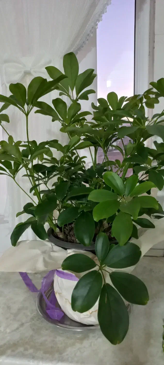 گل شفلرا سر حال و شاداب|گل و گیاه طبیعی|بجنورد, |دیوار