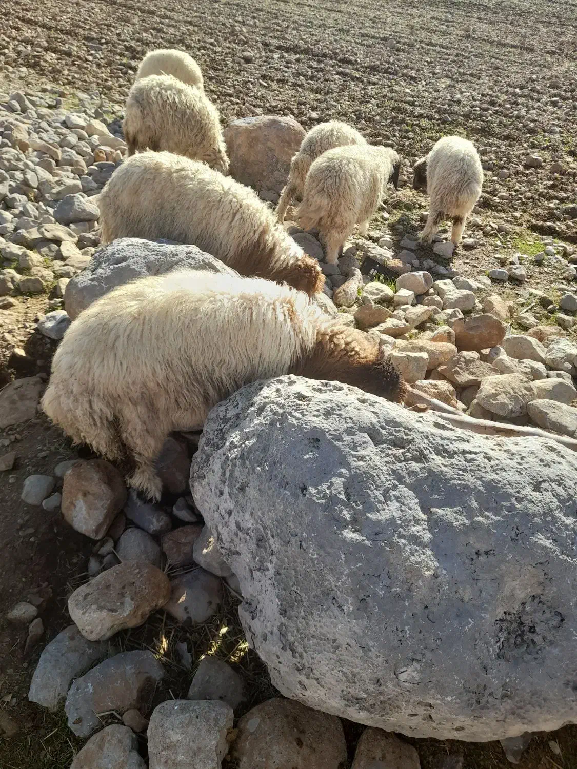 بره|حیوانات مزرعه|آبدانان, |دیوار