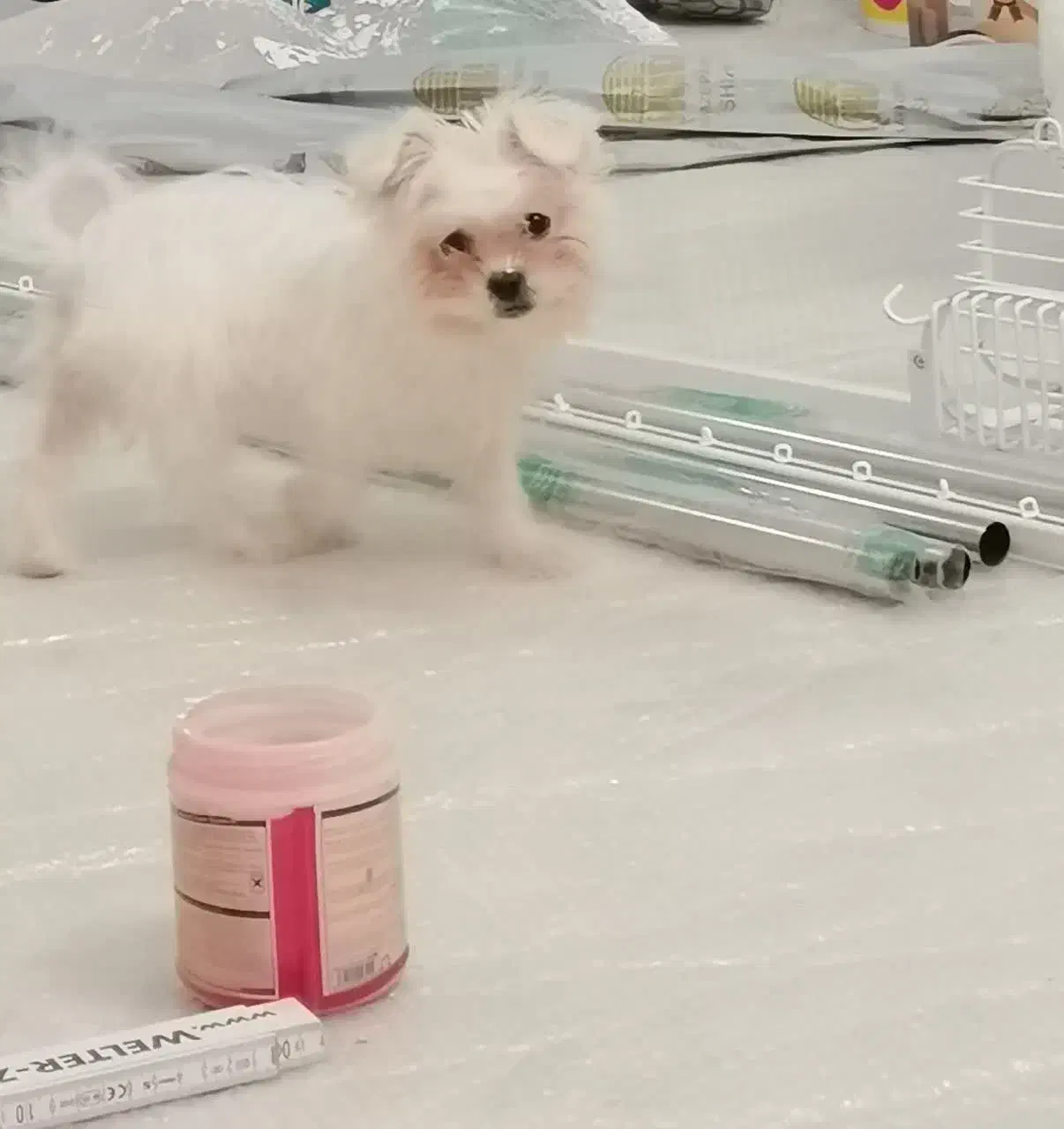 سگ‌مالتیز اصیل ماده ۴ماهه شناسنامه‌دار واکسینه شده|سگ|شاهرود, |دیوار