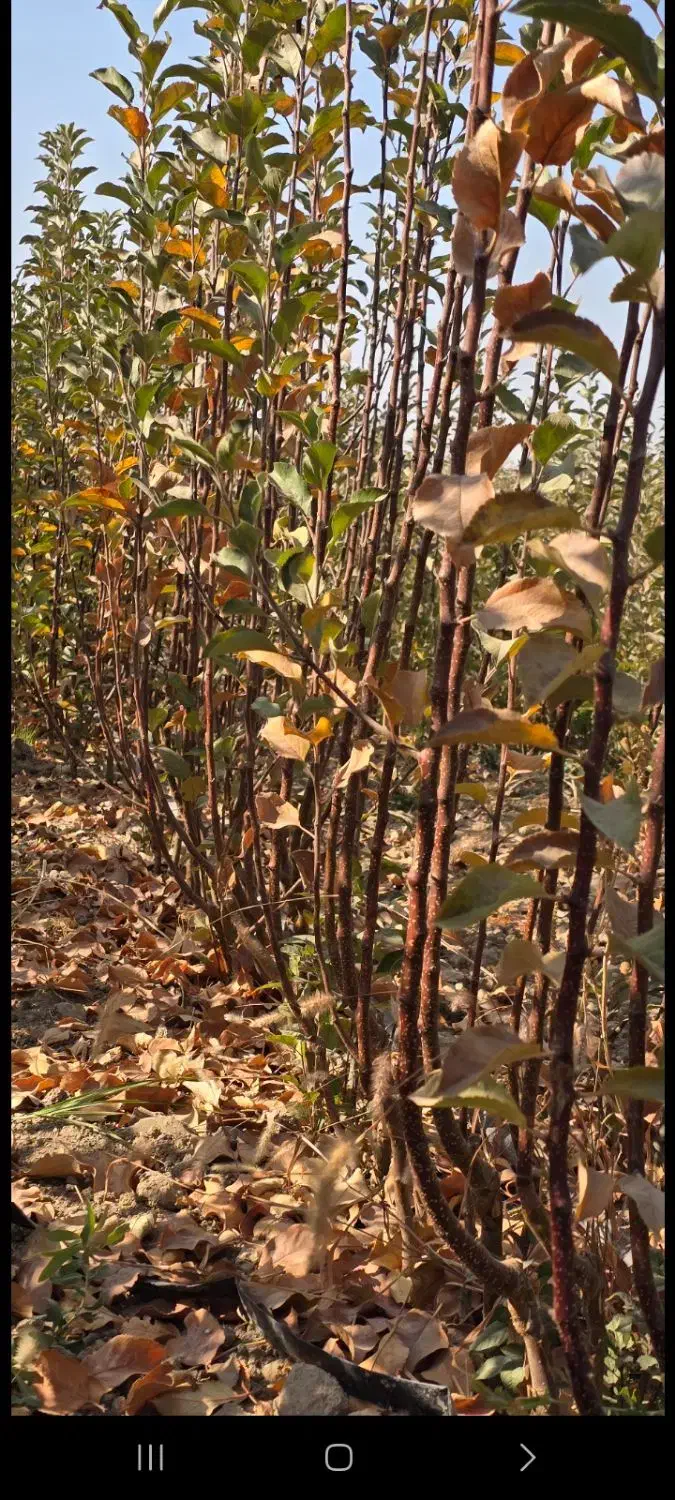 نهال سیب رندرز تضمینی آماده تحویل|خدمات باغبانی و درختکاری|اشنویه, |دیوار