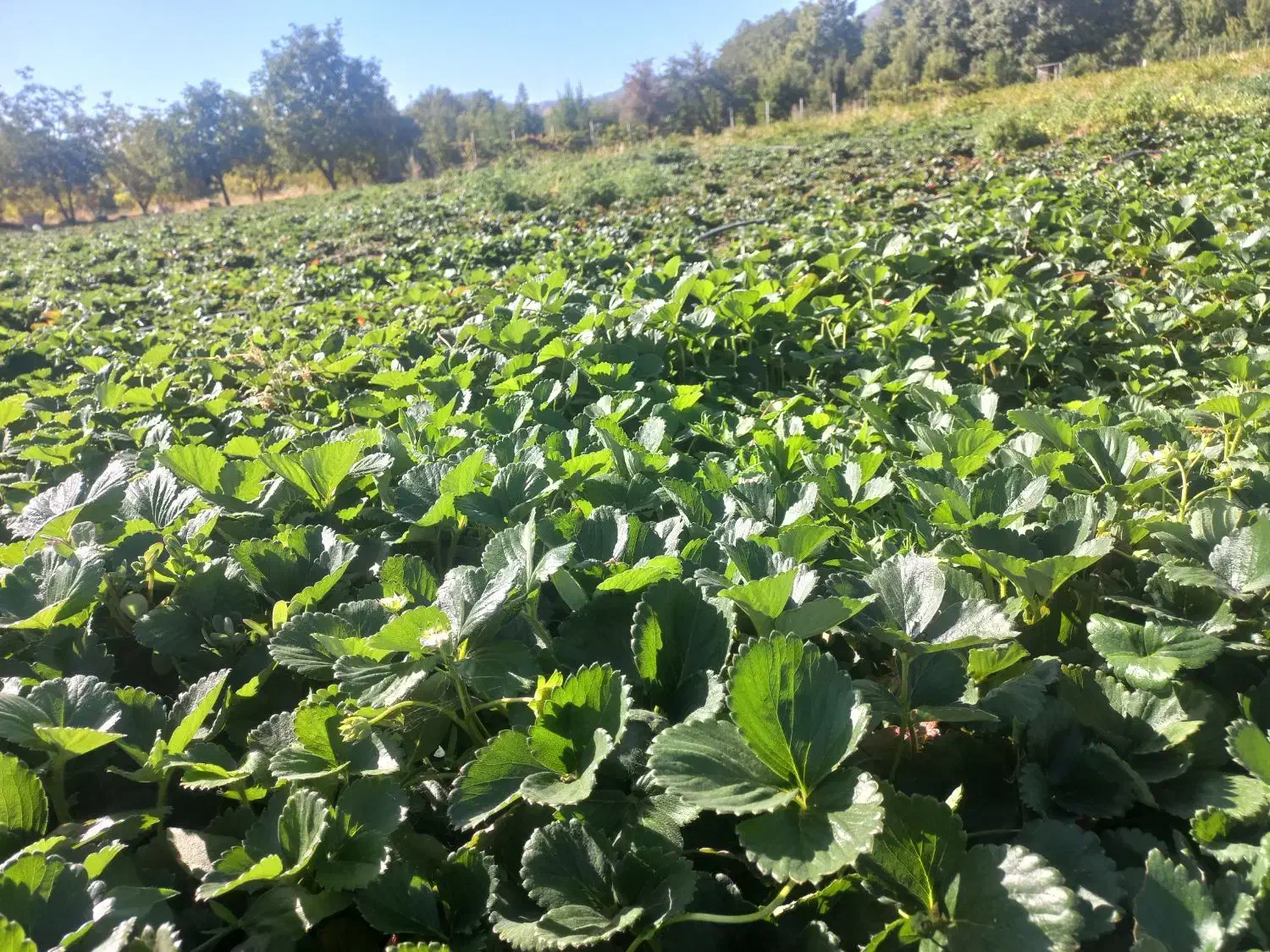 نشا توت فرنگی|خدمات باغبانی و درختکاری|مریوان, |دیوار