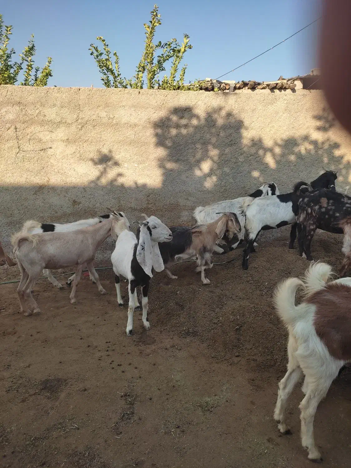 بز پاکستانی|حیوانات مزرعه|شیراز, کوشک بیدک|دیوار