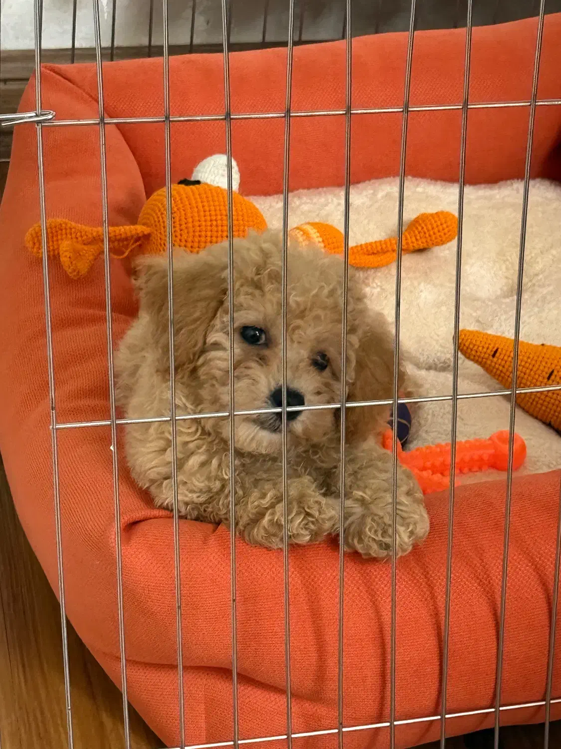 فروش سگ پودل|سگ|کرج, دهقان ویلا|دیوار