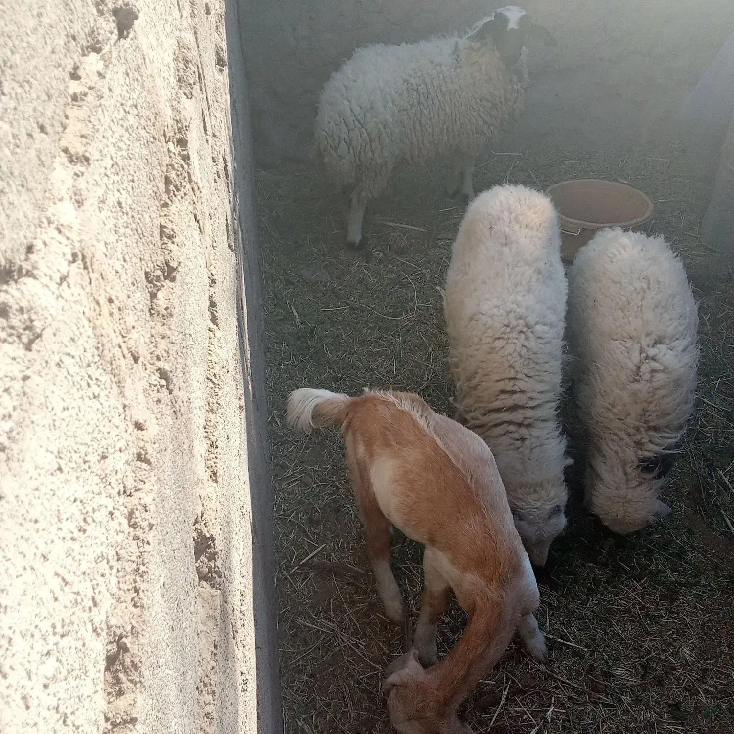 گوسفند|حیوانات مزرعه|بم, |دیوار