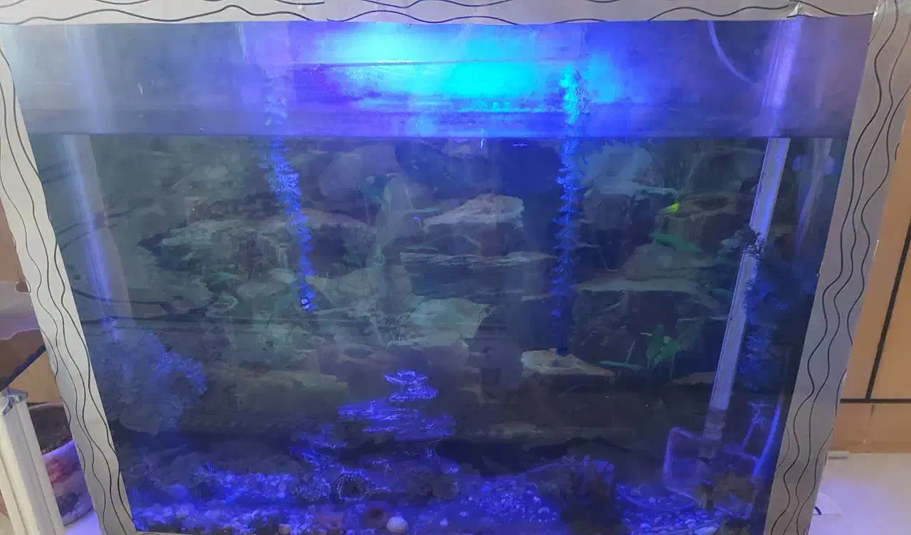 آکواریوم|ماهی|بیرجند, |دیوار