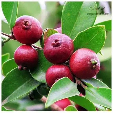 درخت گواوا|گل و گیاه طبیعی|آزادشهر, |دیوار