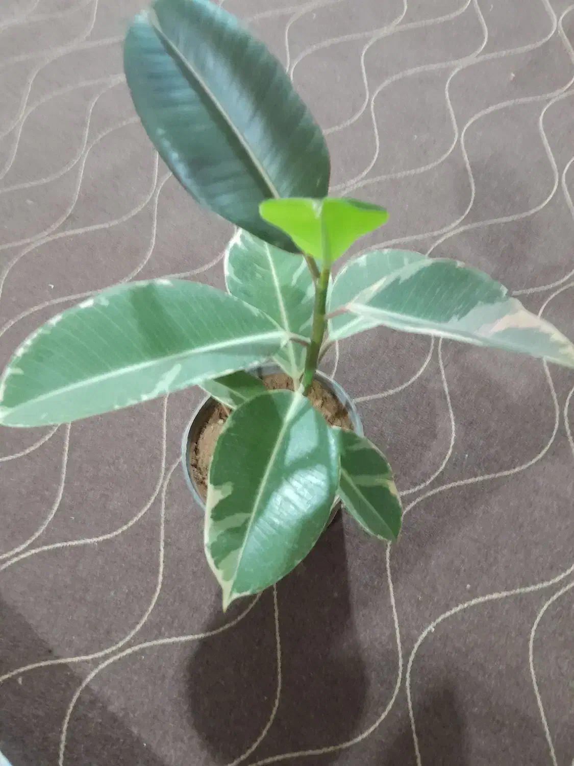 تعدادی گل دیفن باخیا وفیکوس و یشم|گل و گیاه طبیعی|ساوه, |دیوار