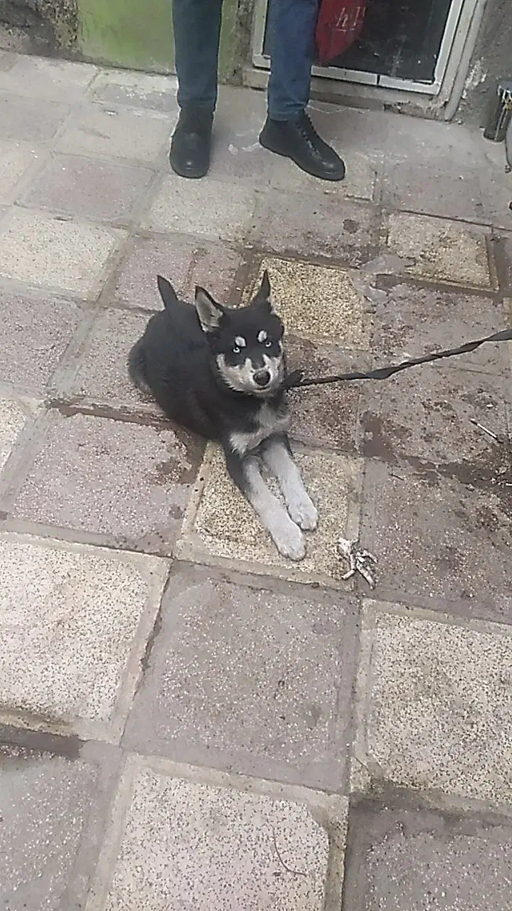 سگ هاسکی پیداشده|حیوانات|مشهد, ترمینال|دیوار