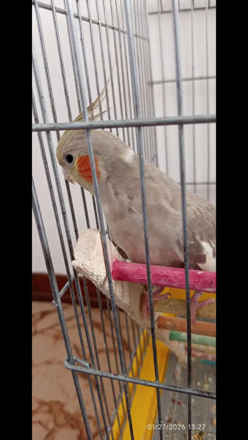 یک جفت عروس هلندی|پرنده|پاکدشت, شهرک امام رضا|دیوار