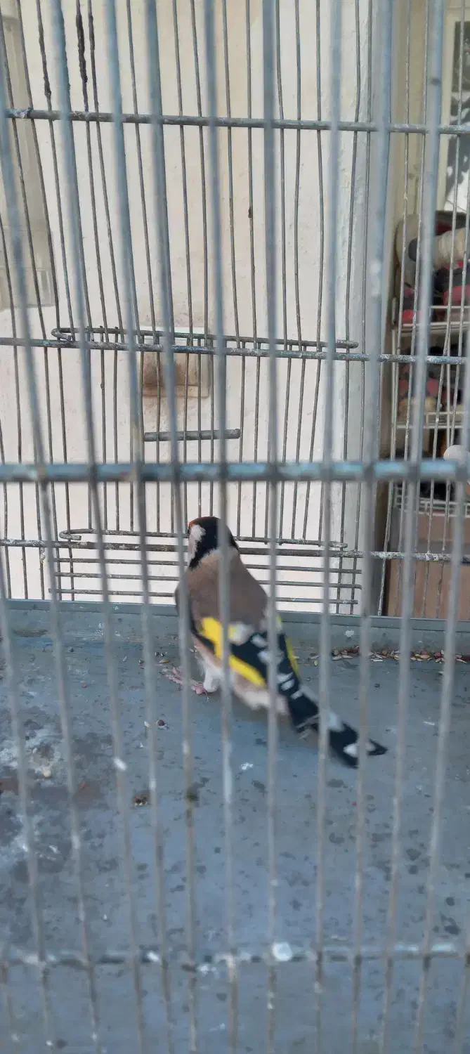 سهره نره نقاب قفل سرو نقاب دار|پرنده|کهریزک, |دیوار