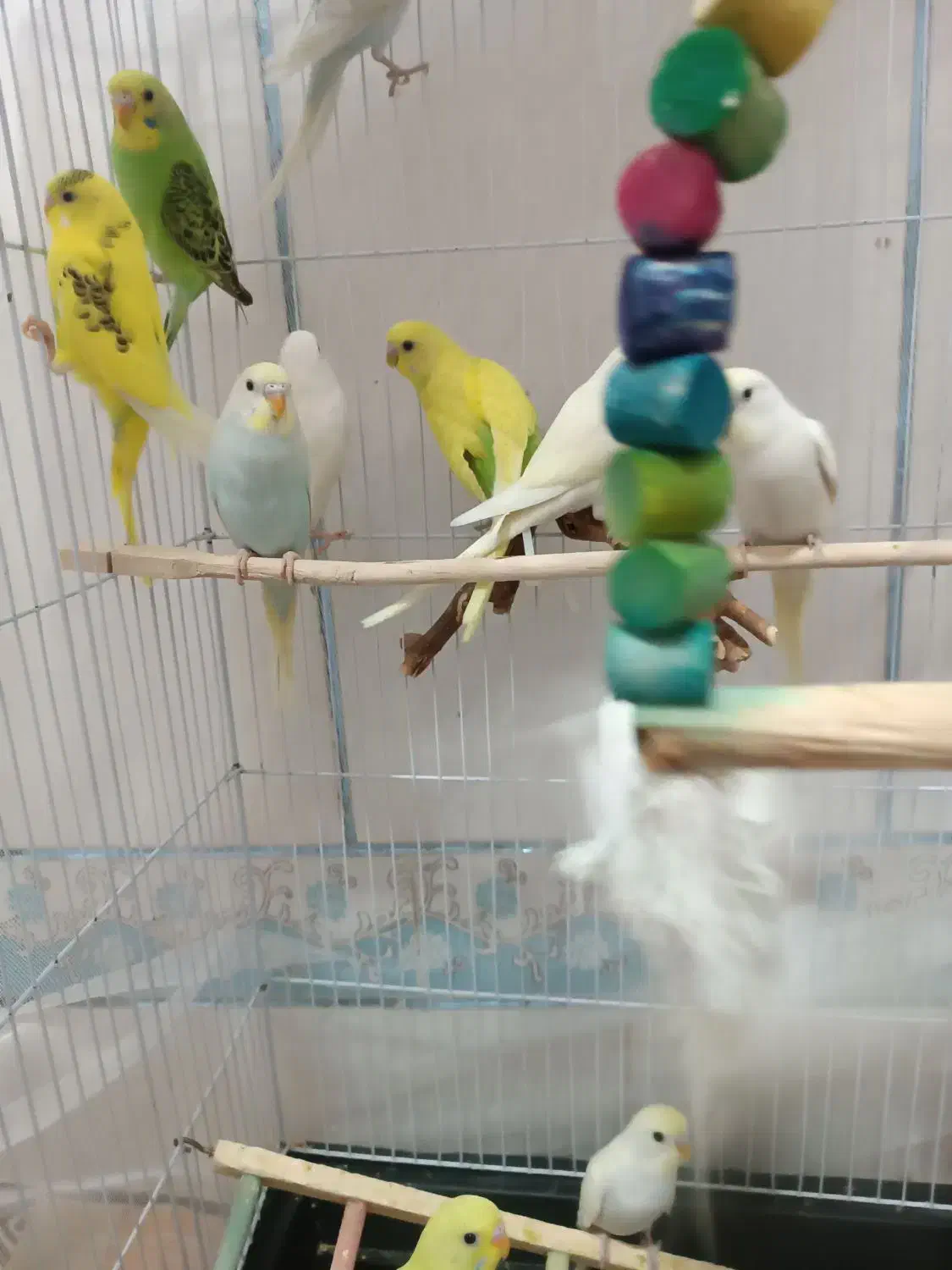 مرغ عشق|پرنده|سراوان, |دیوار