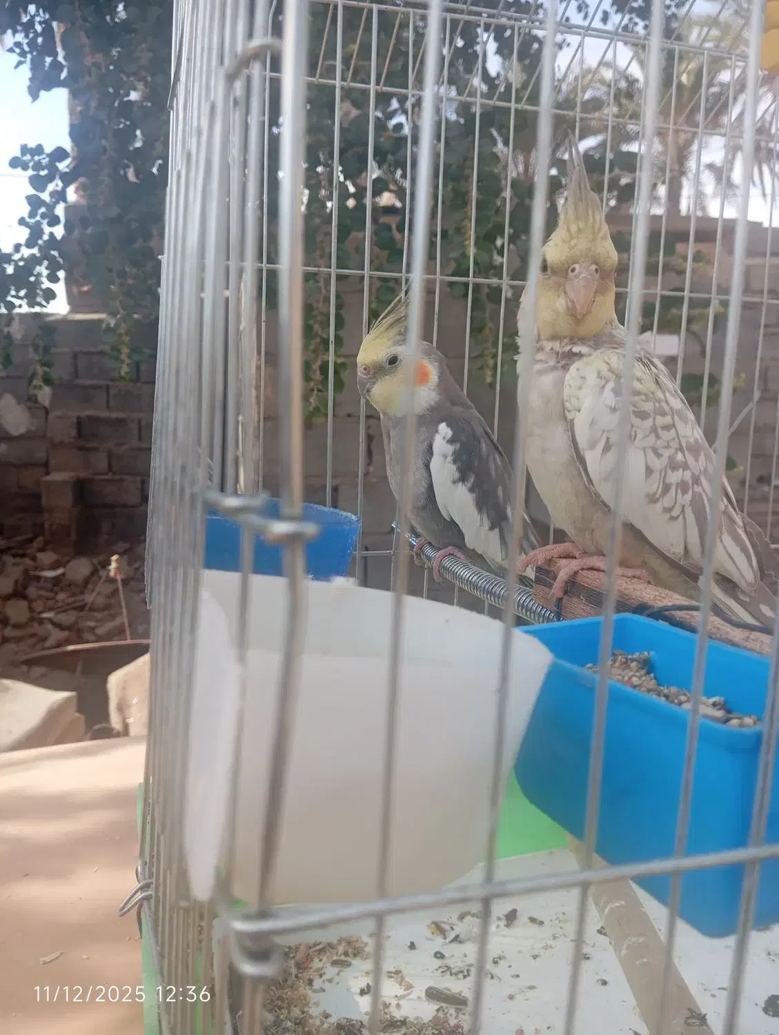 عروس هلندی|پرنده|ایرانشهر, |دیوار