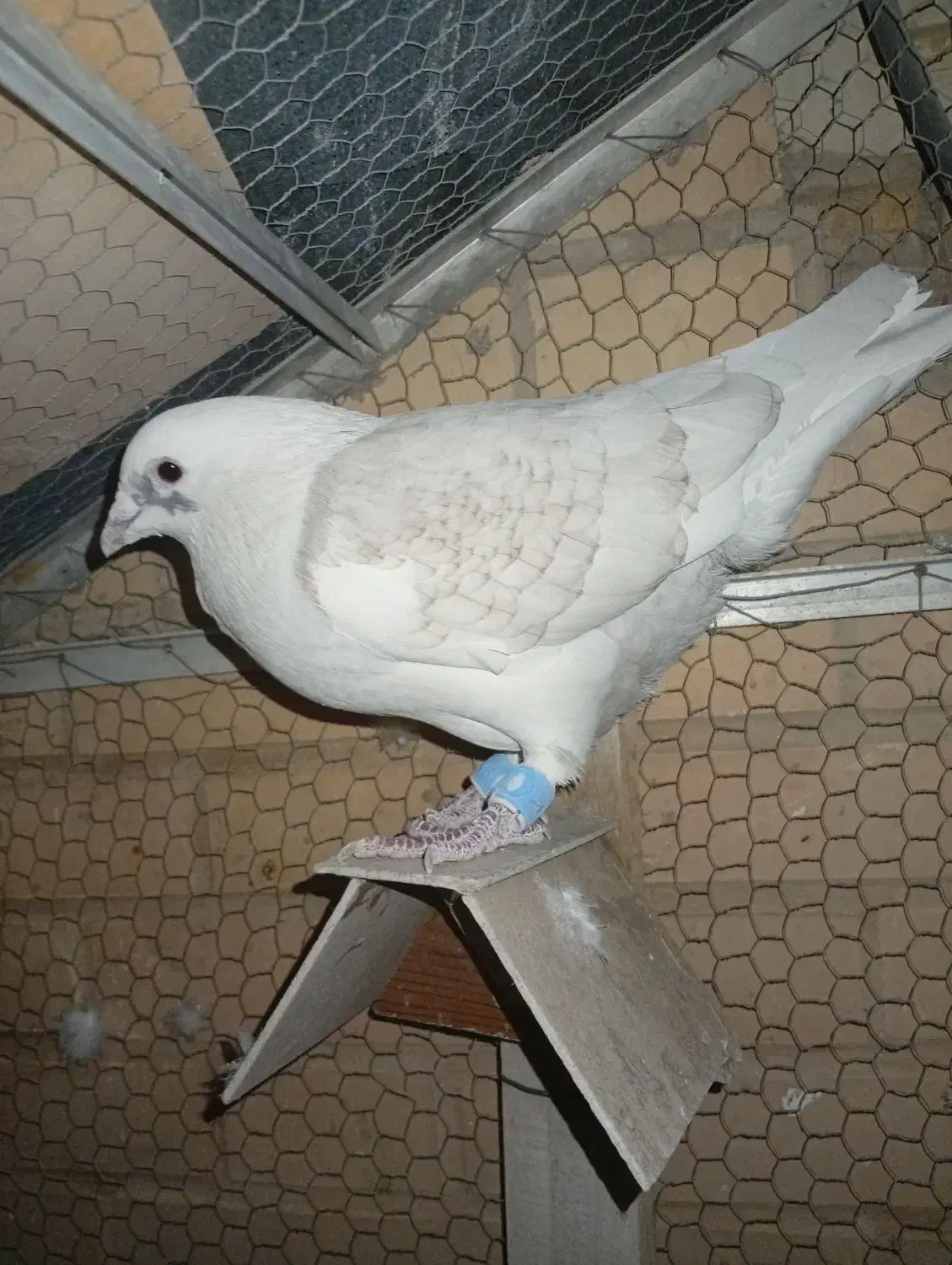 کفتر یا کبوتر|پرنده|اشکذر, |دیوار