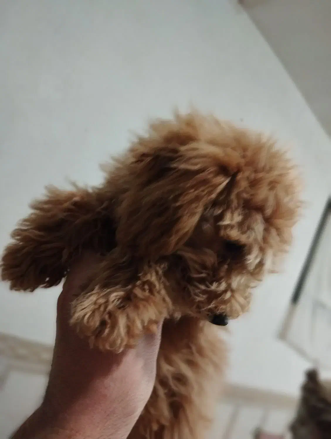 سگ پودل|سگ|مشهد, چهارچشمه|دیوار