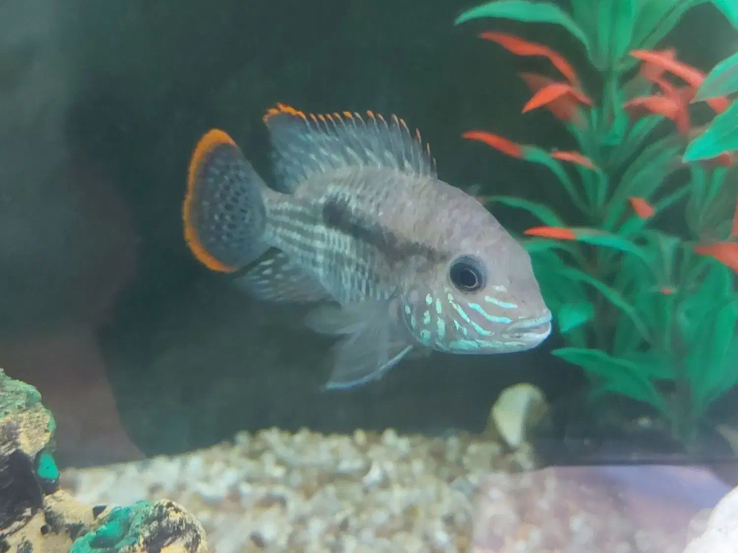 ماهی آکواریوم گرین ترور|ماهی|مشگین شهر, |دیوار