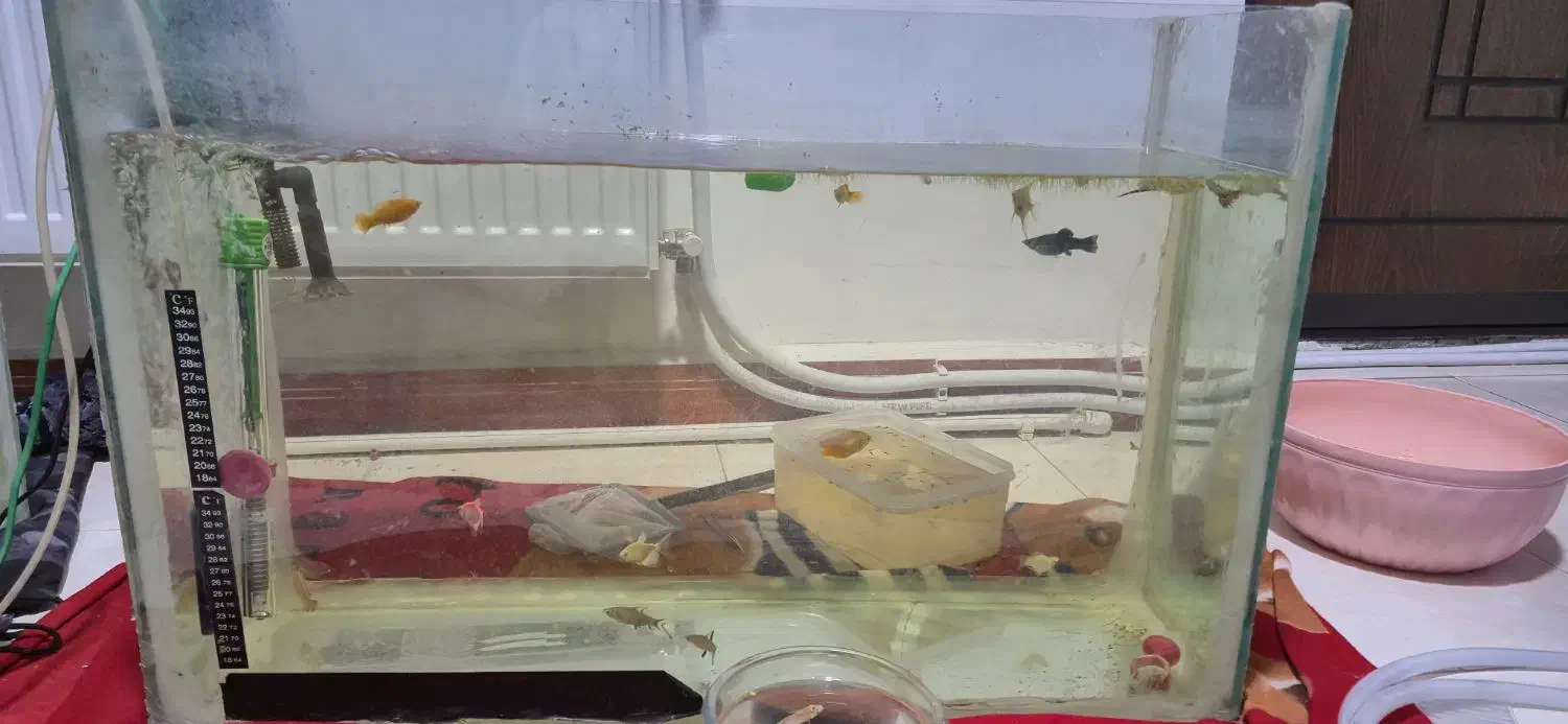 دو آکواریوم نو نو|ماهی|ایوان, |دیوار