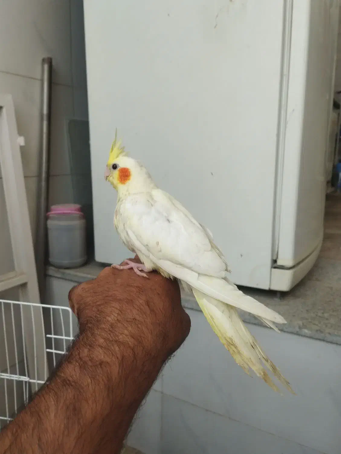 عروس هلندی|پرنده|زرین دشت (فارس), |دیوار