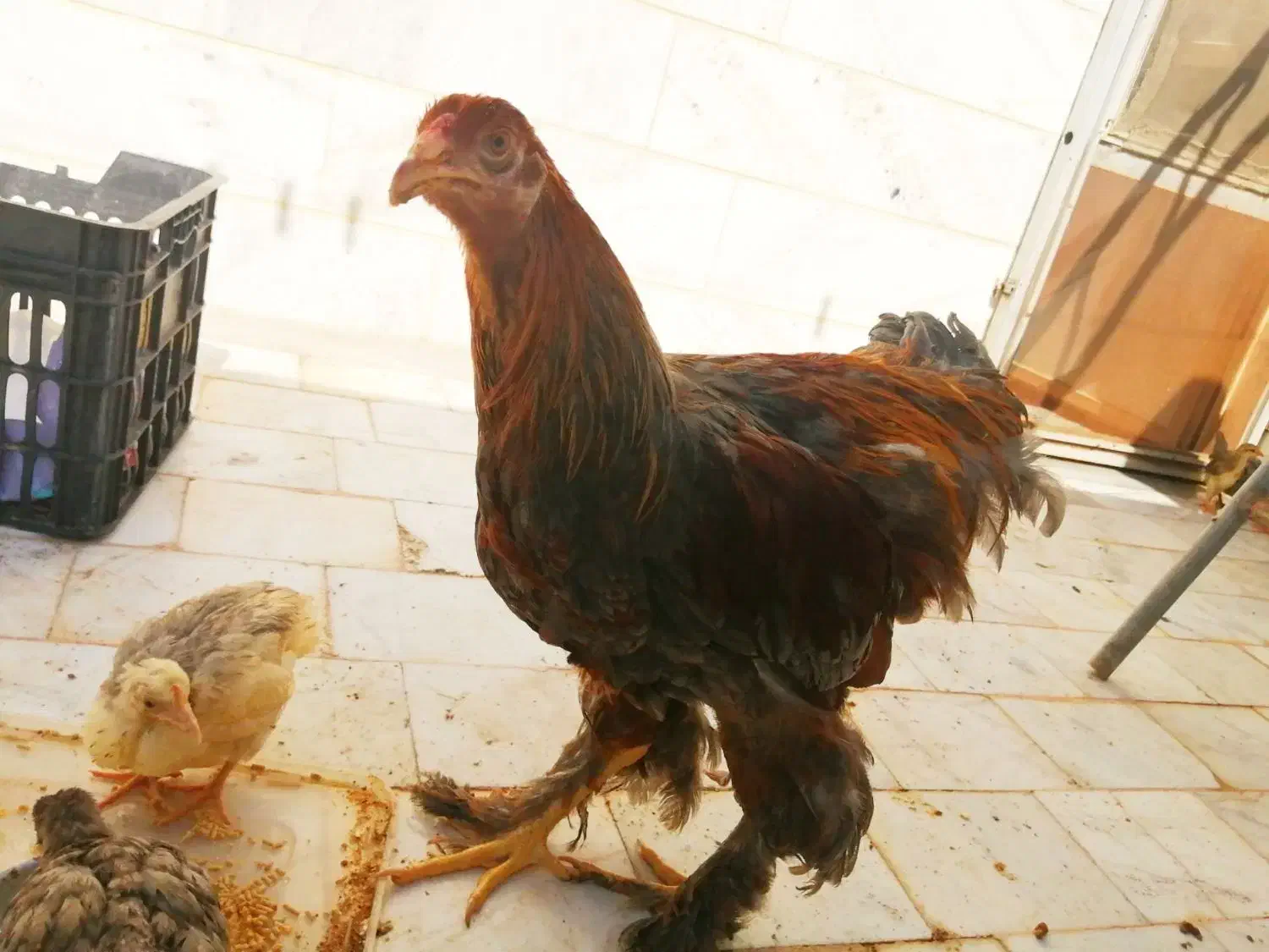 برهما بوف و پاتریچ|حیوانات مزرعه|بیرجند, |دیوار